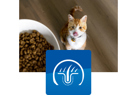 Kot spoglądający na miskę z karmą