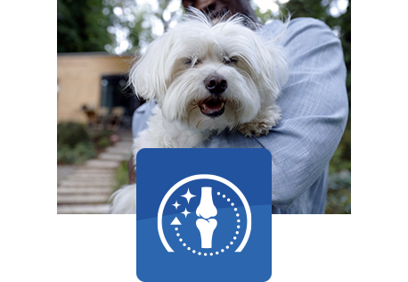 szczęśliwy, biały pies trzymany przez człowieka